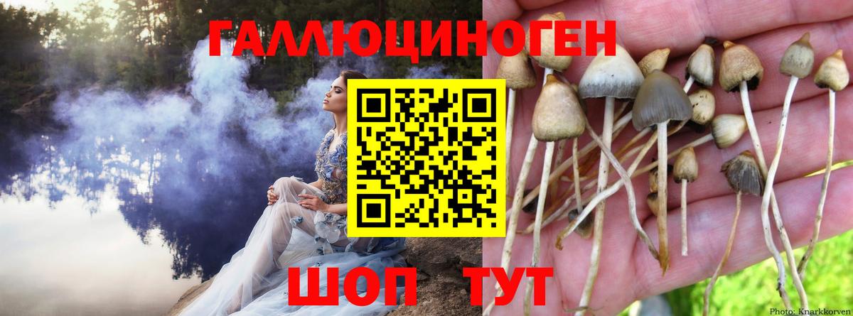 Псилоцибиновые грибы Psilocybe Красноармейск